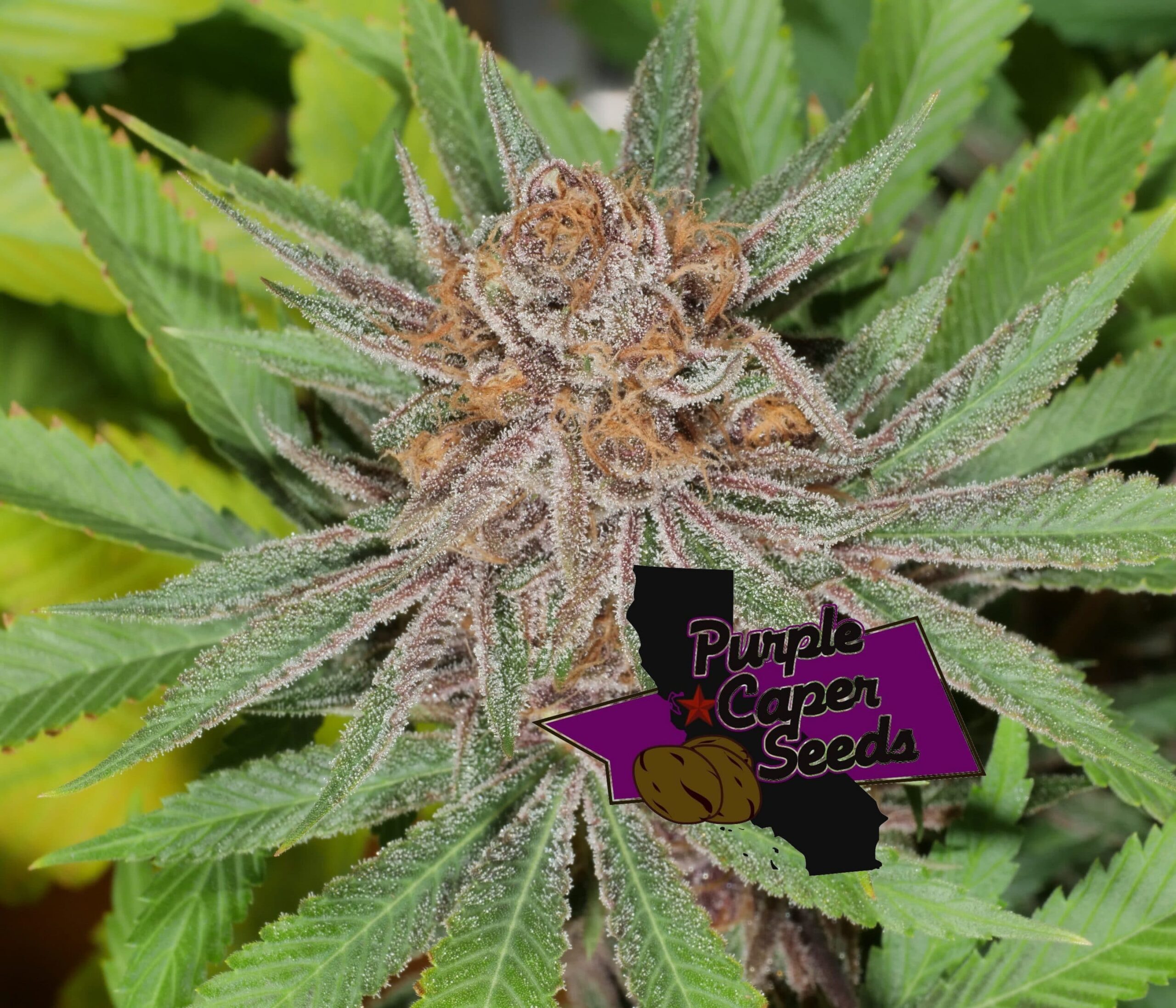 Blackberry Runtz Cake Auto (F) | NORTH ATLANTIC SEED CO.