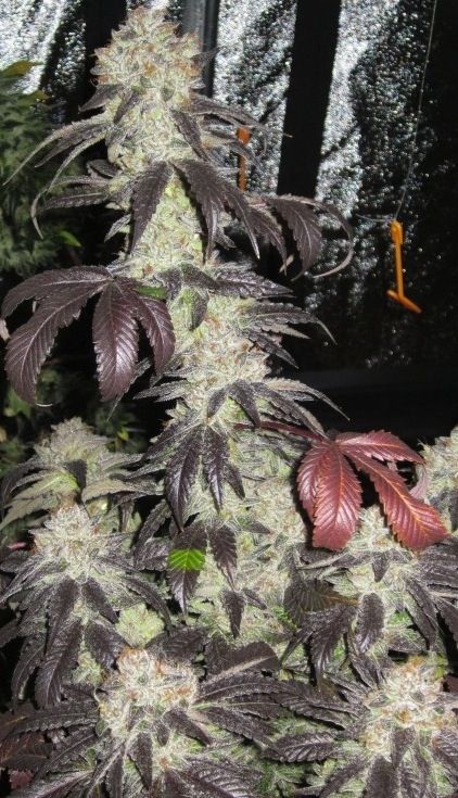 Black Kush (F) | NORTH ATLANTIC SEED CO.